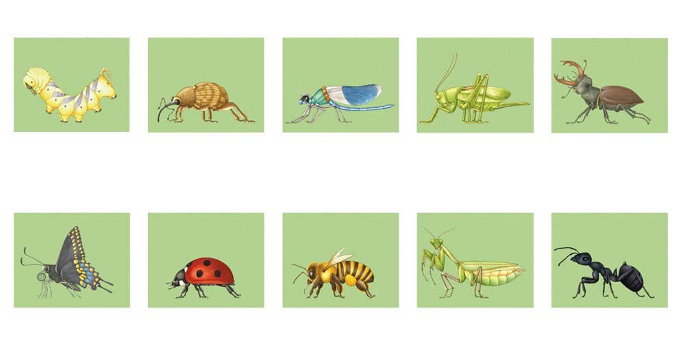 W. W. Norton - Wholesale Coloring & Activity Book - Kids & Baby - Build-A-Bug7