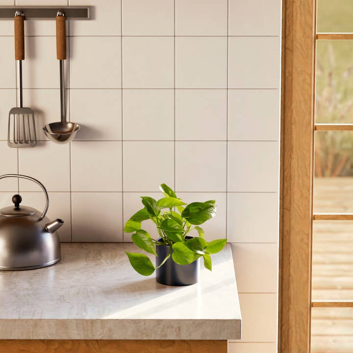 Lively Root - Wholesale Live Plant - Golden Pothos Plant56