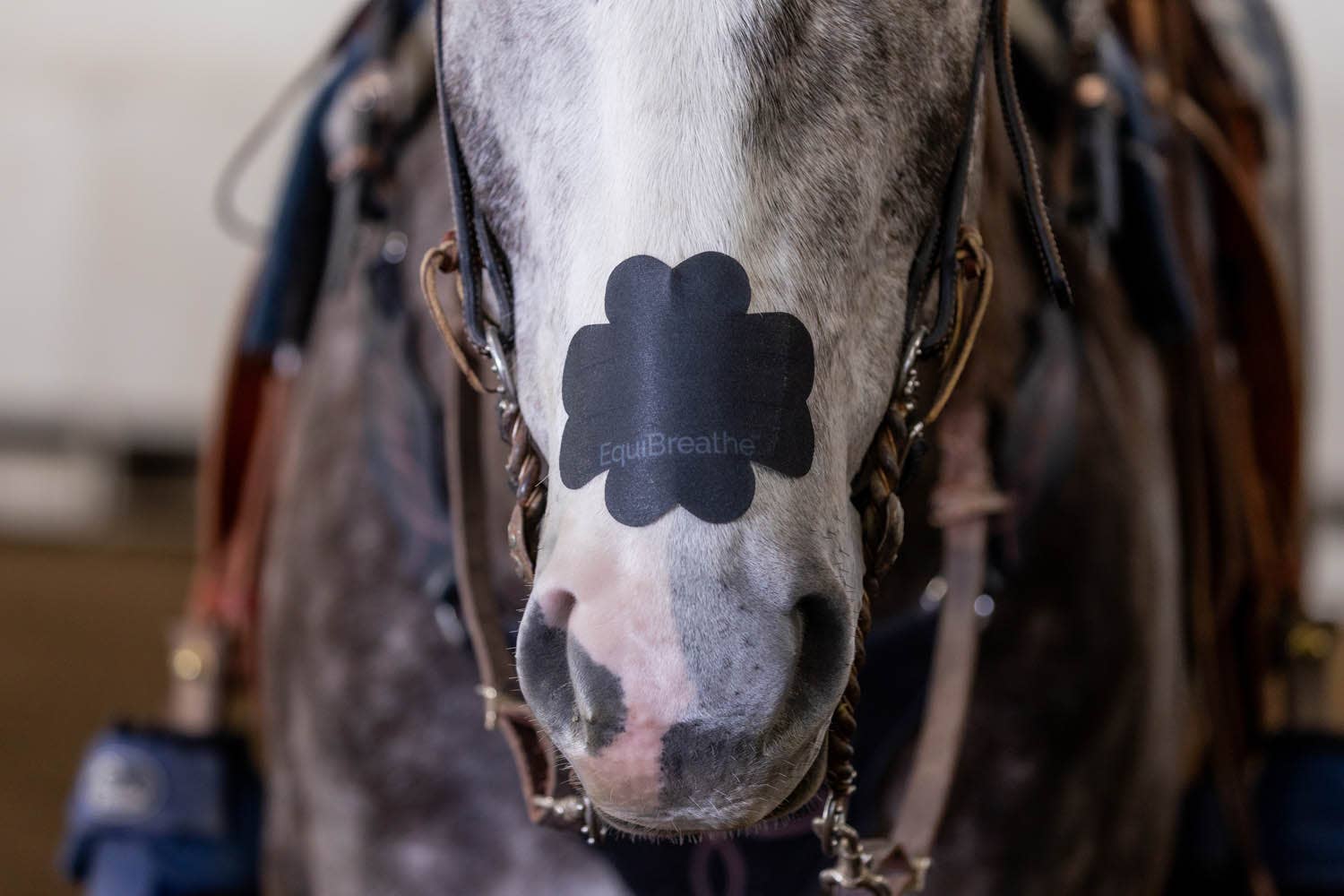 EquiBreathe™ - Wholesale Pet Supplement - Not Cat/Dog - EquiBreathe™ Equine Nasal Patch - Black3