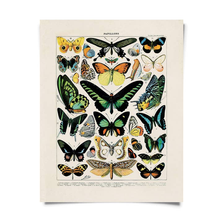 Vintage Millot Butterfly 1 Print w/ optional frame for wholesale by Curious Prints