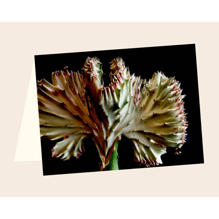 Sukkulente ENCL Nr.9 für den Großhandel von Line Five Studio