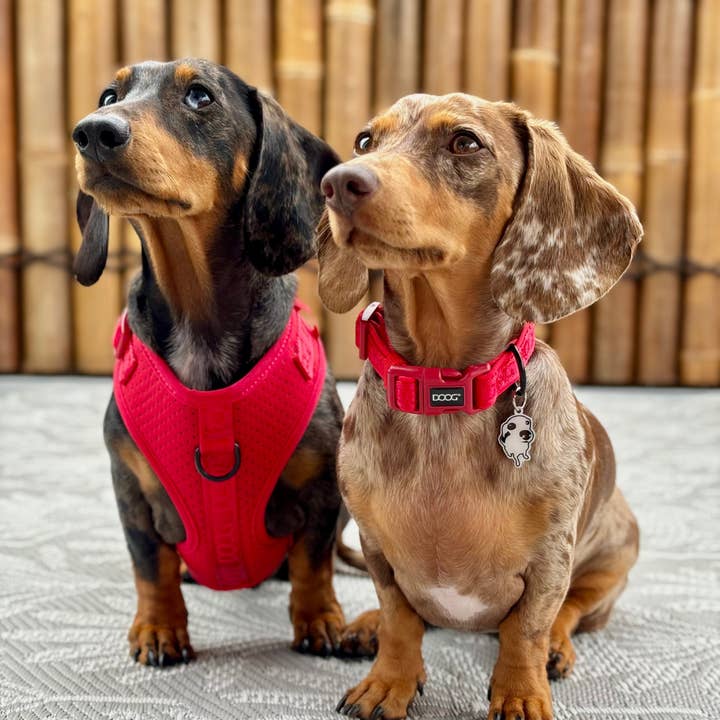 DOOG & Outback Tails & Country Tails - Wholesale Halsband - Hond - Neosport Neopreen Hondenhalsband - Rood