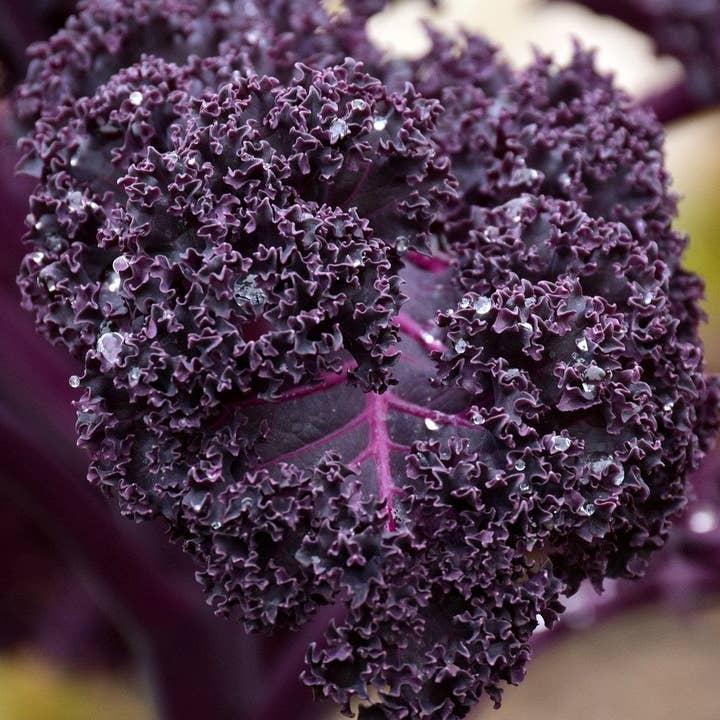 Kale Seeds - Scarlet for wholesale by Sow True Seed