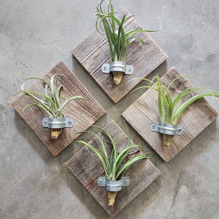 Plaque de plante aérienne en bois recyclé (avec plantes aériennes) pour la vente par Love Reclaimed