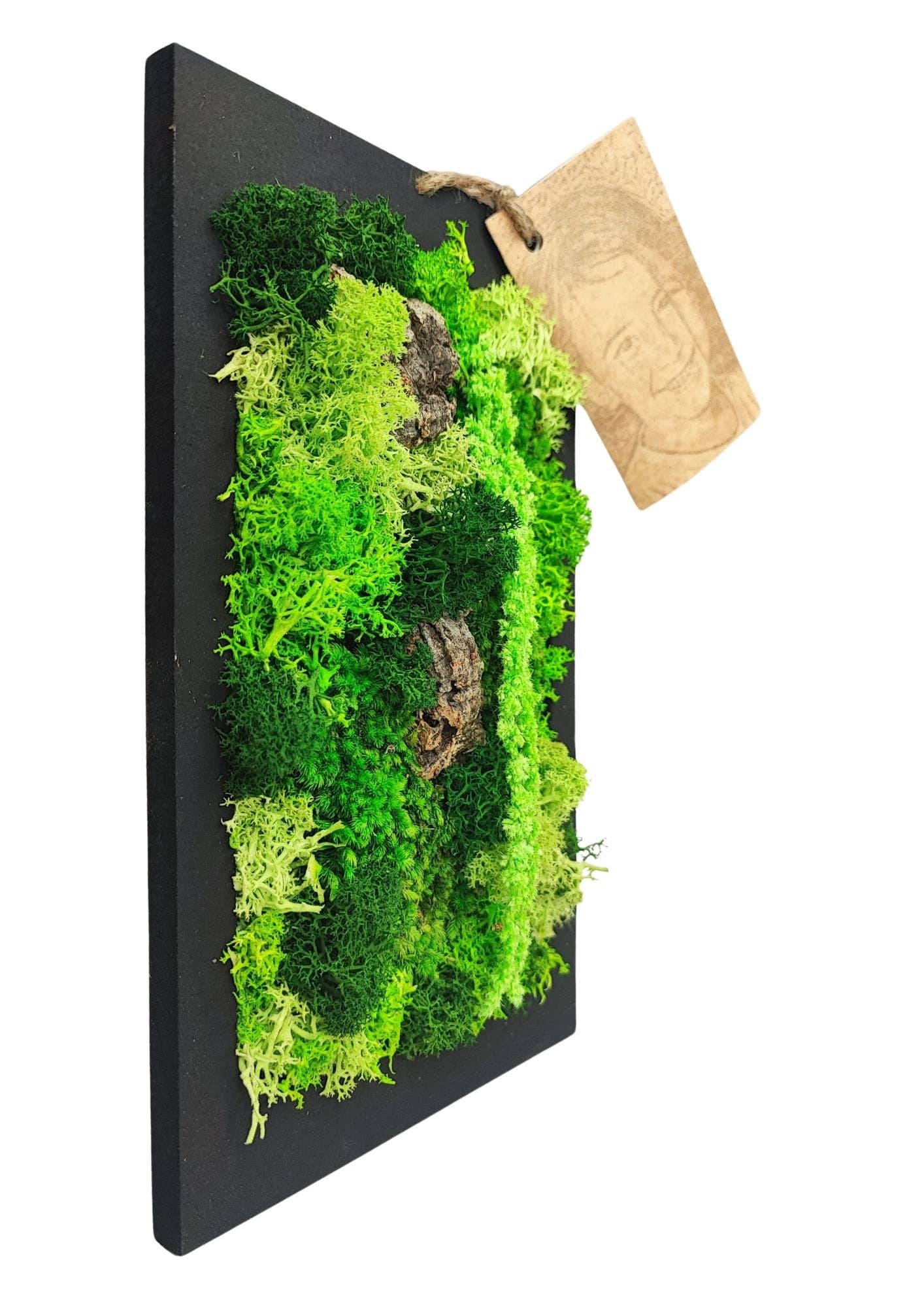 REMOVED BRAND - Wholesale Wall Accent - Rectangular Frame of Stabilized Moss and Lichens "Medusa's Moss" size 14.5x24.51