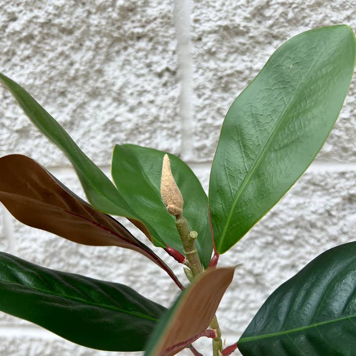 Angel Isabella – Großhandel Kunstpflanzen – 30 Zoll — Lebensechte künstliche Magnolie mit Knospen, Real Touch4