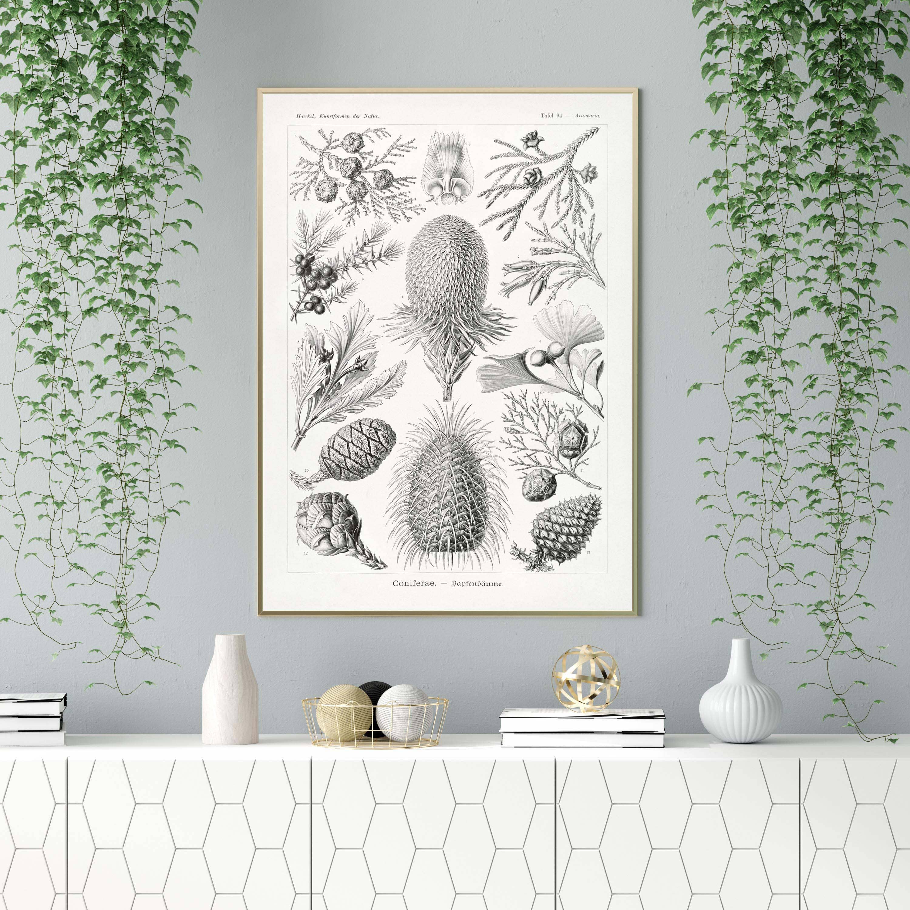 Rock Paper Scissors Wall Art - Wholesale Art Print - Coniferae by Ernst Haeckel2