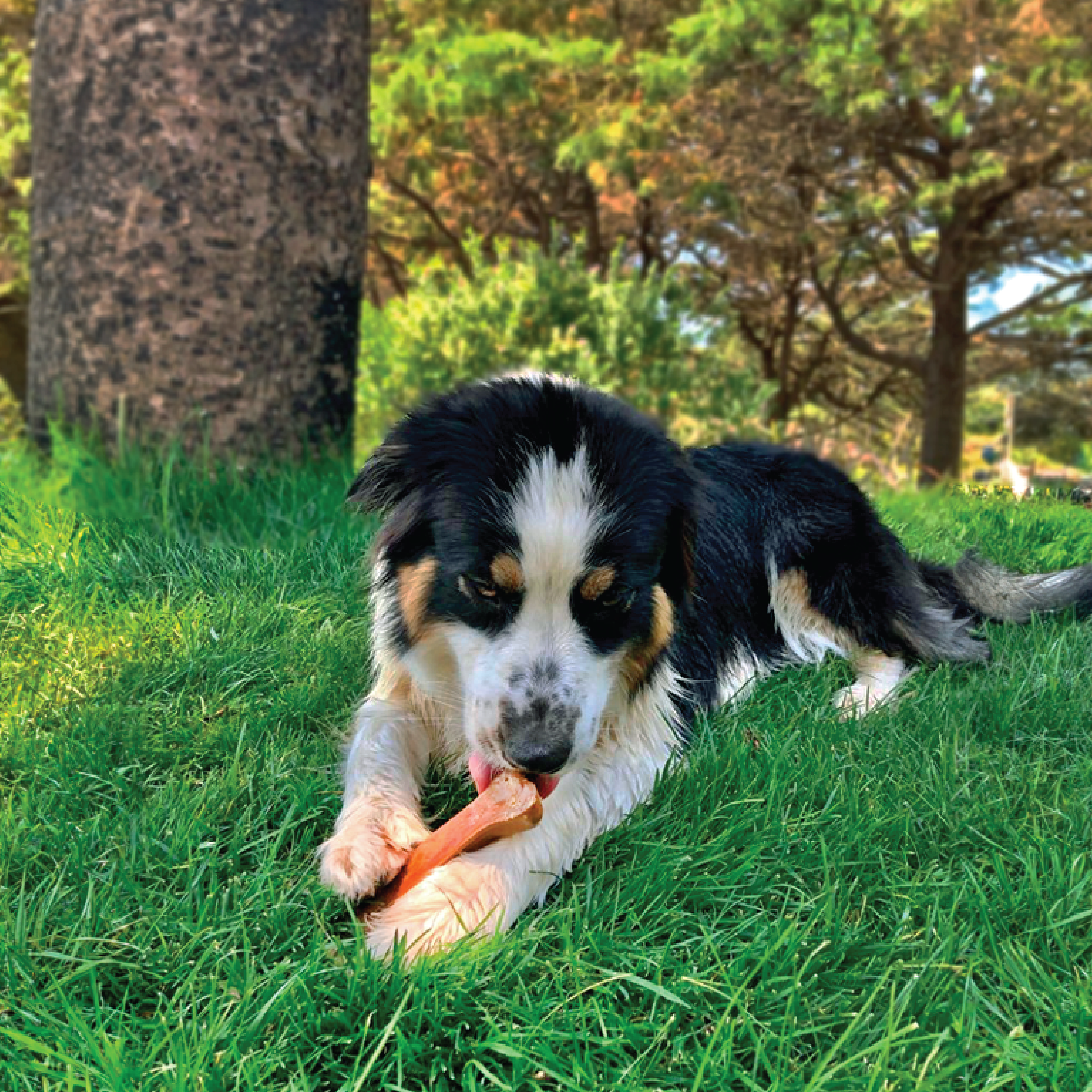 PLUTOS CHEWS - Wholesale Pet Treats - Dog - Dog Dental Chew Cheese & Beef  XL (10)5