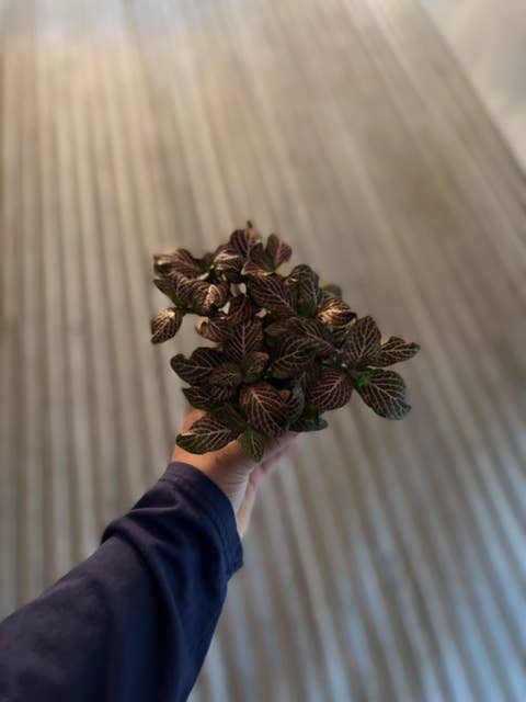 Triad Plants - Wholesale Live Plant - 4" Fittonia Pink0