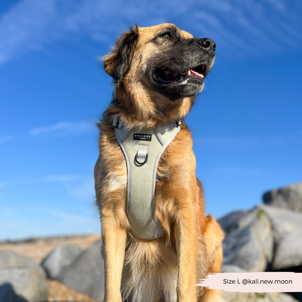 Cocopup London - Wholesale Tuig voor huisdieren - Hond - Verken Harness - Salie Tweed7