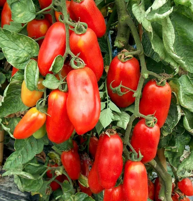 Little Veggie Patch Co - Vente Graines de plantes - Graines anciennes de tomate 'San Marzano'1