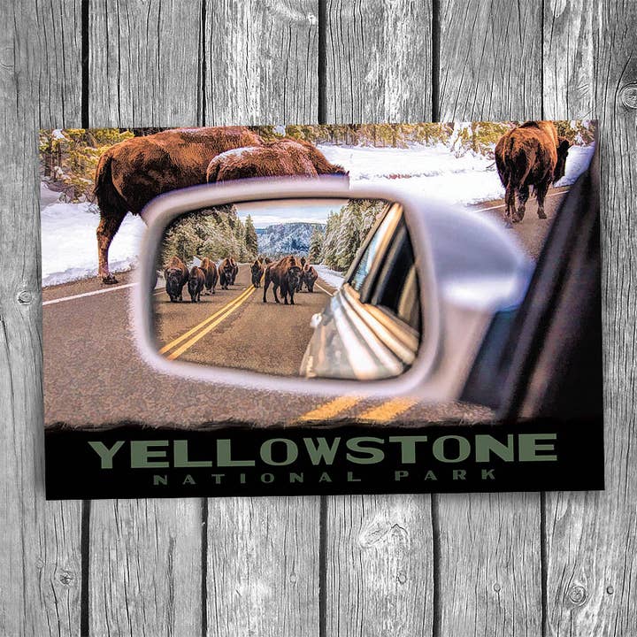 Yellowstone National Park Bison Postcard for wholesale by Christopher Arndt Postcard Co.