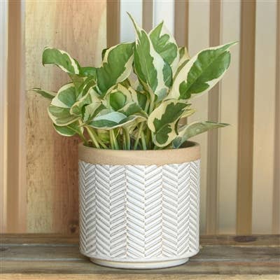 HomArt - Wholesale Plant pot - Ramos Banded Chevron Cachepot, Stoneware - 4