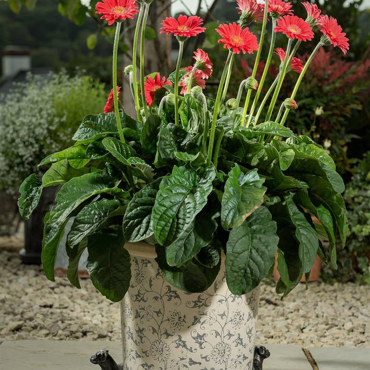 Boxer Dog Plant Pot Feet - Set of 3 for wholesale by Jardinopia UK