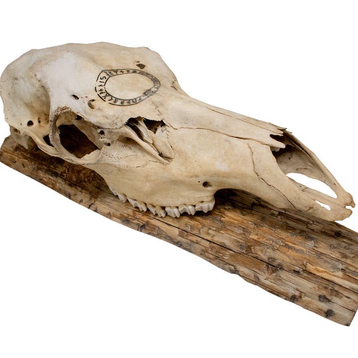 Jörmungandr eland schedel muurhanger voor wholesale door Oreamnos Oddities