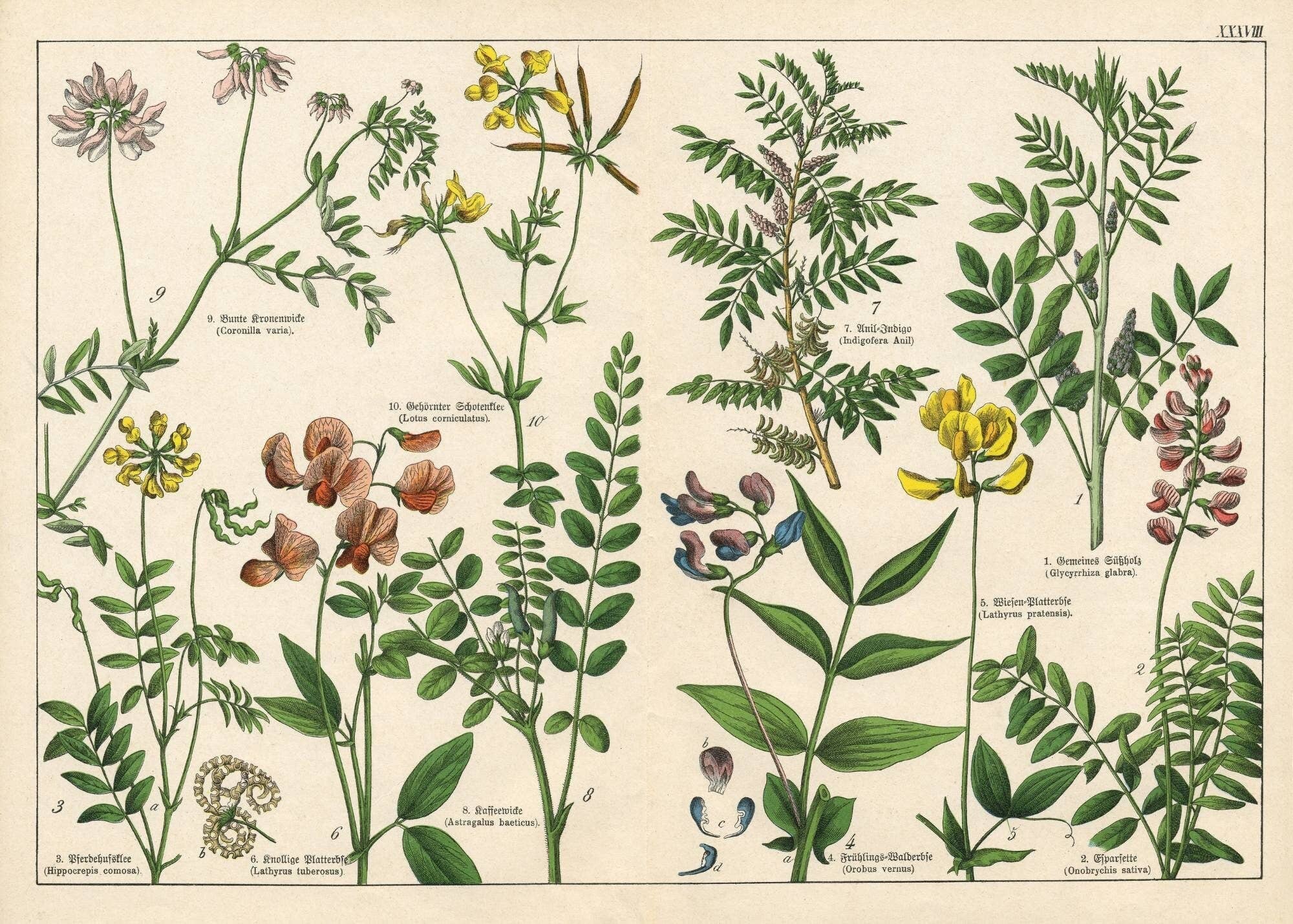 Mint by Michelle - Wholesale Craft Supplies - Vintage Botanicals - set of 8 botanical designs - Decoupage Paper7