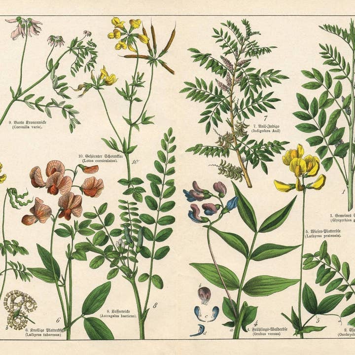 Mint by Michelle - Wholesale Craft Supplies - Vintage Botanicals - set of 8 botanical designs - Decoupage Paper7