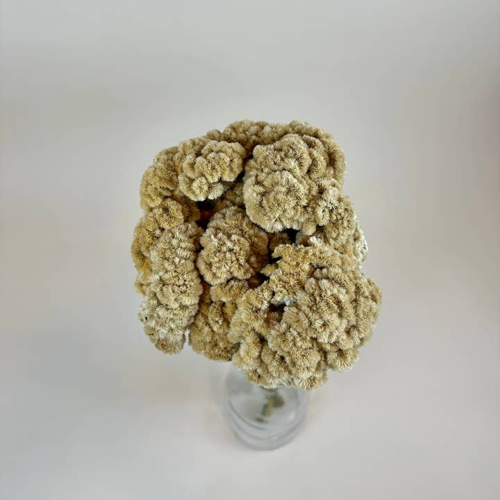 Lovejoy Farms Premium Dried Flowers - Vendita all'ingrosso Fiori secchi/pressati - Coxcomb (Celosia) - Palamino