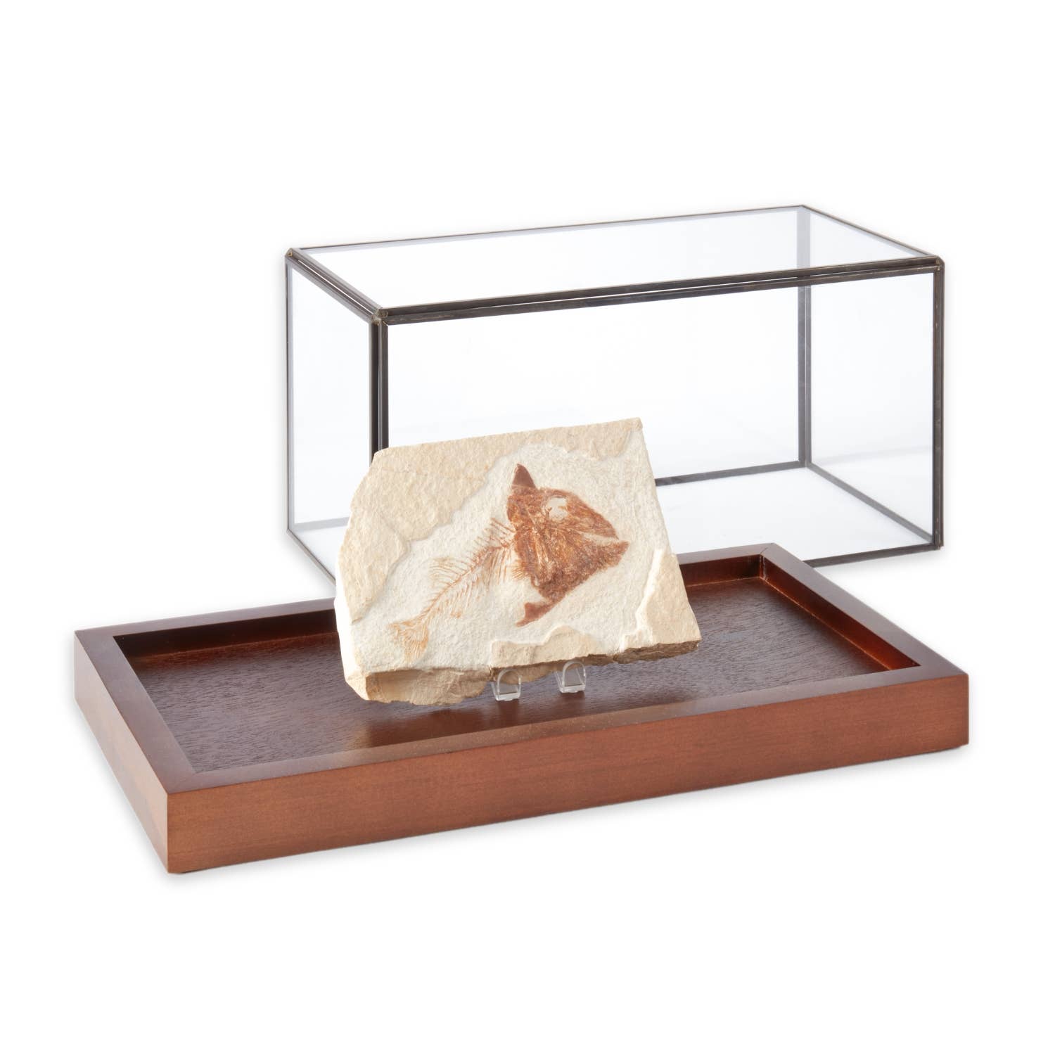 BeyBerk International - Wholesale Display Case - 10"x5"x5" Display Case3