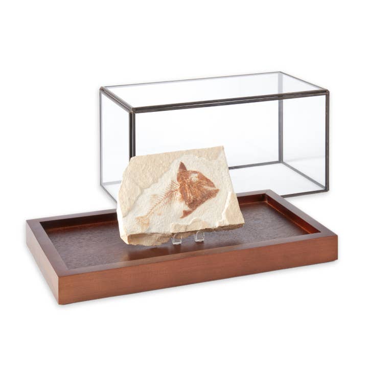 BeyBerk International - Wholesale Display Case - 10"x5"x5" Display Case3