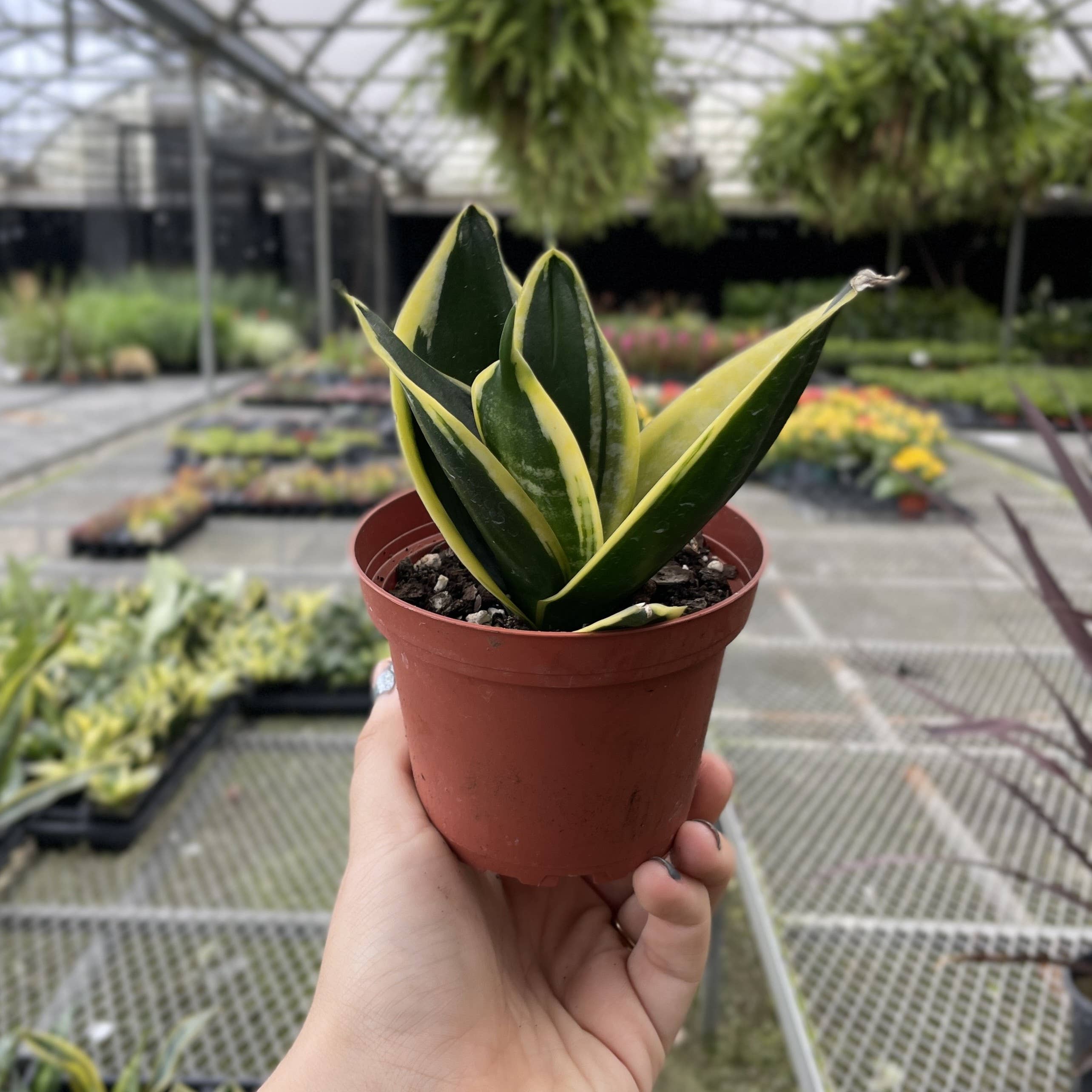 Thorsen's Greenhouse - Wholesale Live Plant - Bird's Nest Snake Plant - Live Plant - Assorted Varieties4