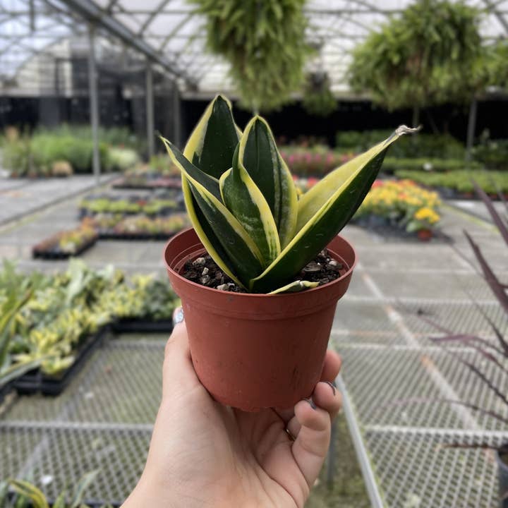 Thorsen's Greenhouse - Wholesale Live Plant - Bird's Nest Snake Plant - Live Plant - Assorted Varieties4