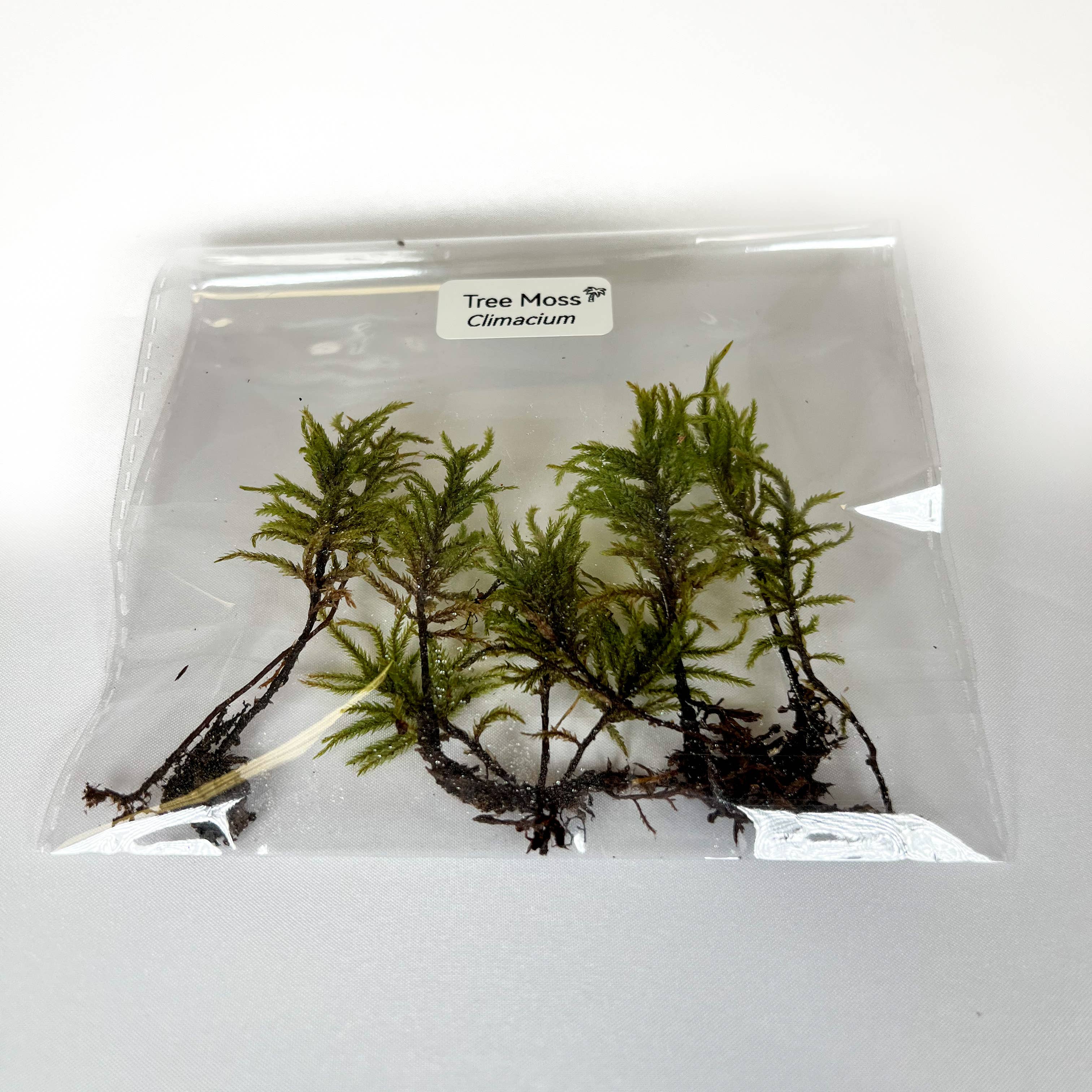 Moss & Stone Gardens – wholesale Terrarium – Miniature Tree Moss: Miniature Climacium Moss for Terrariums2