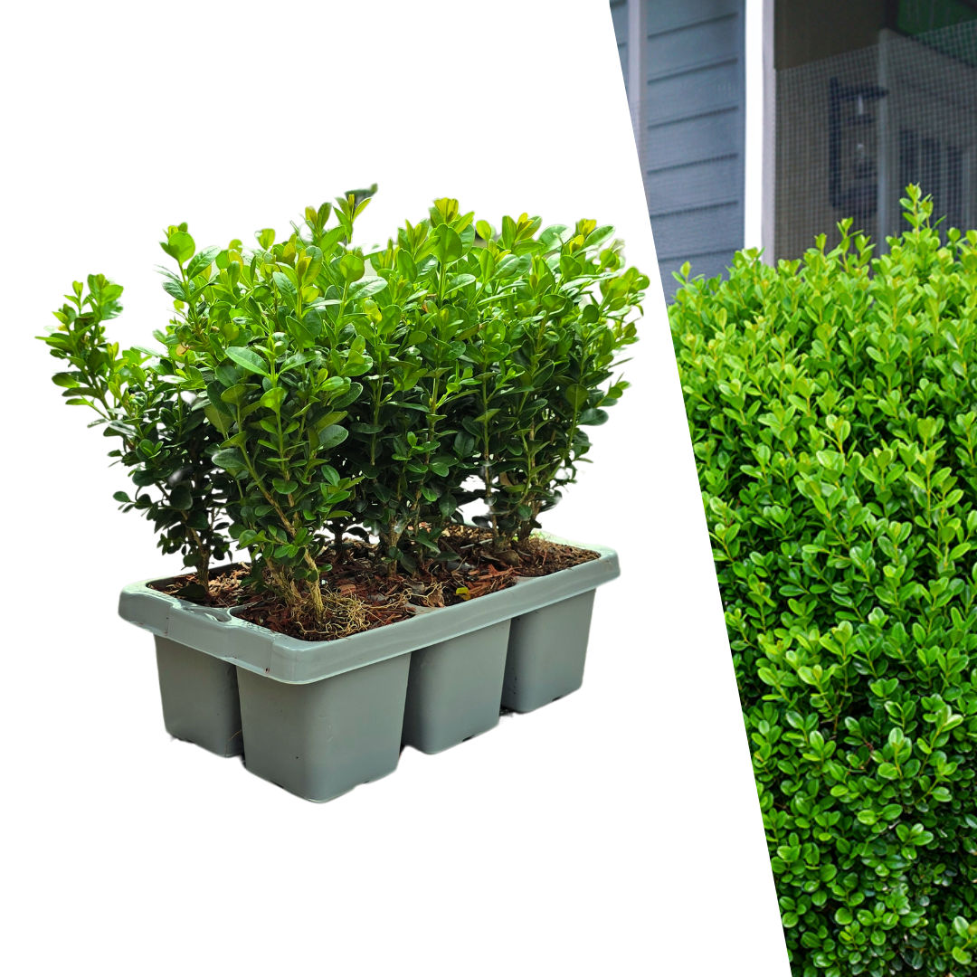 Oasis of Life – wholesale Live plant – Boxwood – Buxus NewGen Freedom – 6 plants – approx. 15 cm high – Ø7 cm – compact, hardy shrub – resistant to box tree moth & fungal diseases – ideal for topiary & hedges0