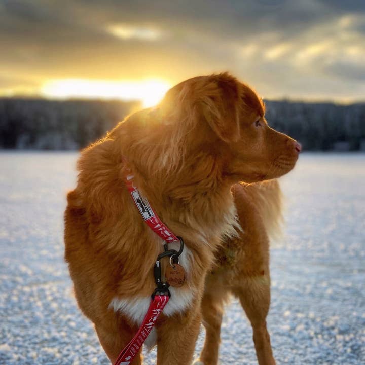 Rocky Mountain Dog - Wholesale Pet Collar - Dog - Canadian Rockies Dog Collar