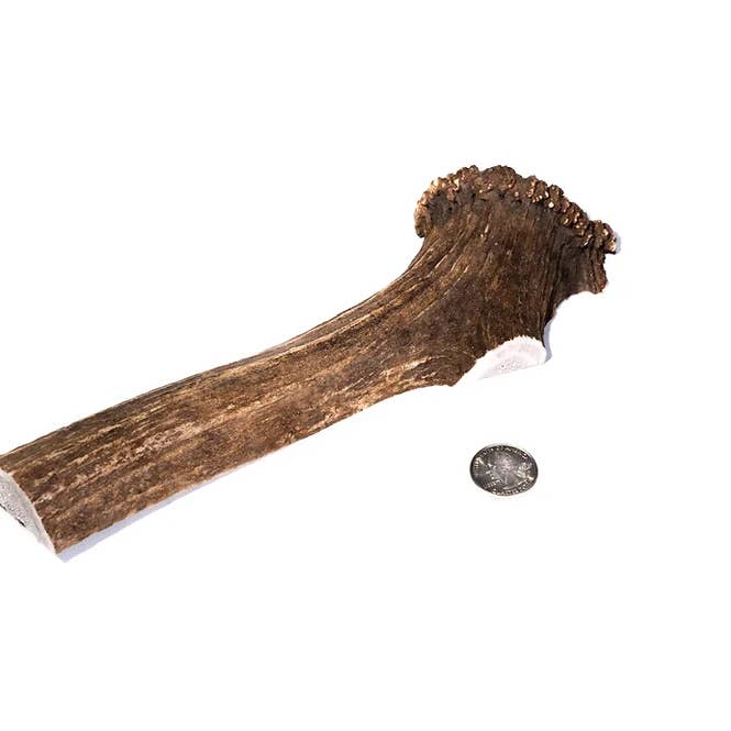 Extra Large Split Elk Antler Dog Chew for wholesale by Summit Antler Chews