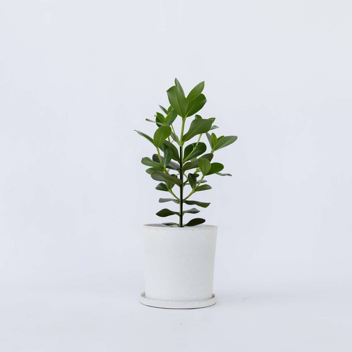 Oasis of Life - Wholesale Live plant - Clusia Balsam Apple – Clusia rosea 'Princess' – Height 50–60cm – Ø17cm – Air-purifying houseplant with large glossy leaves – Tropical green plant for living room & office1