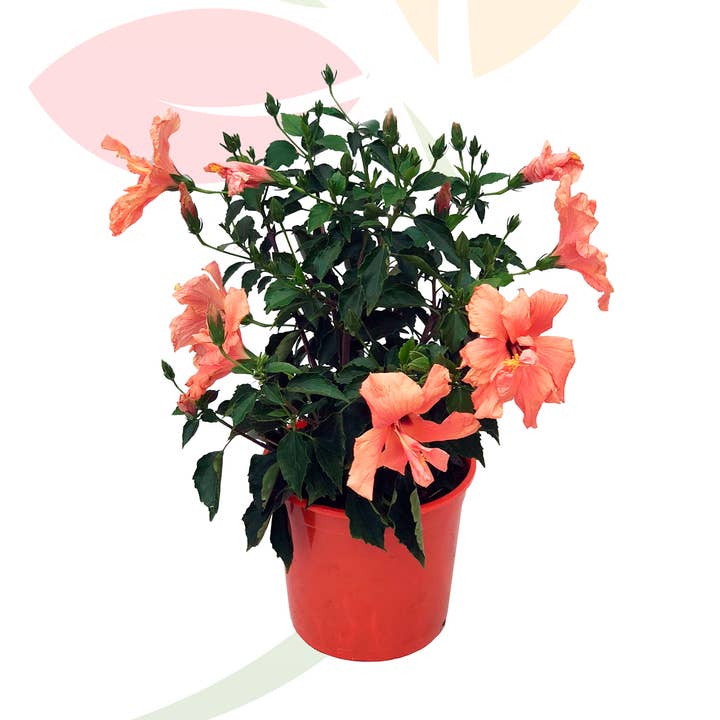 Hibisco Rosa Sinensis Laranja por atacado de VIVERCID