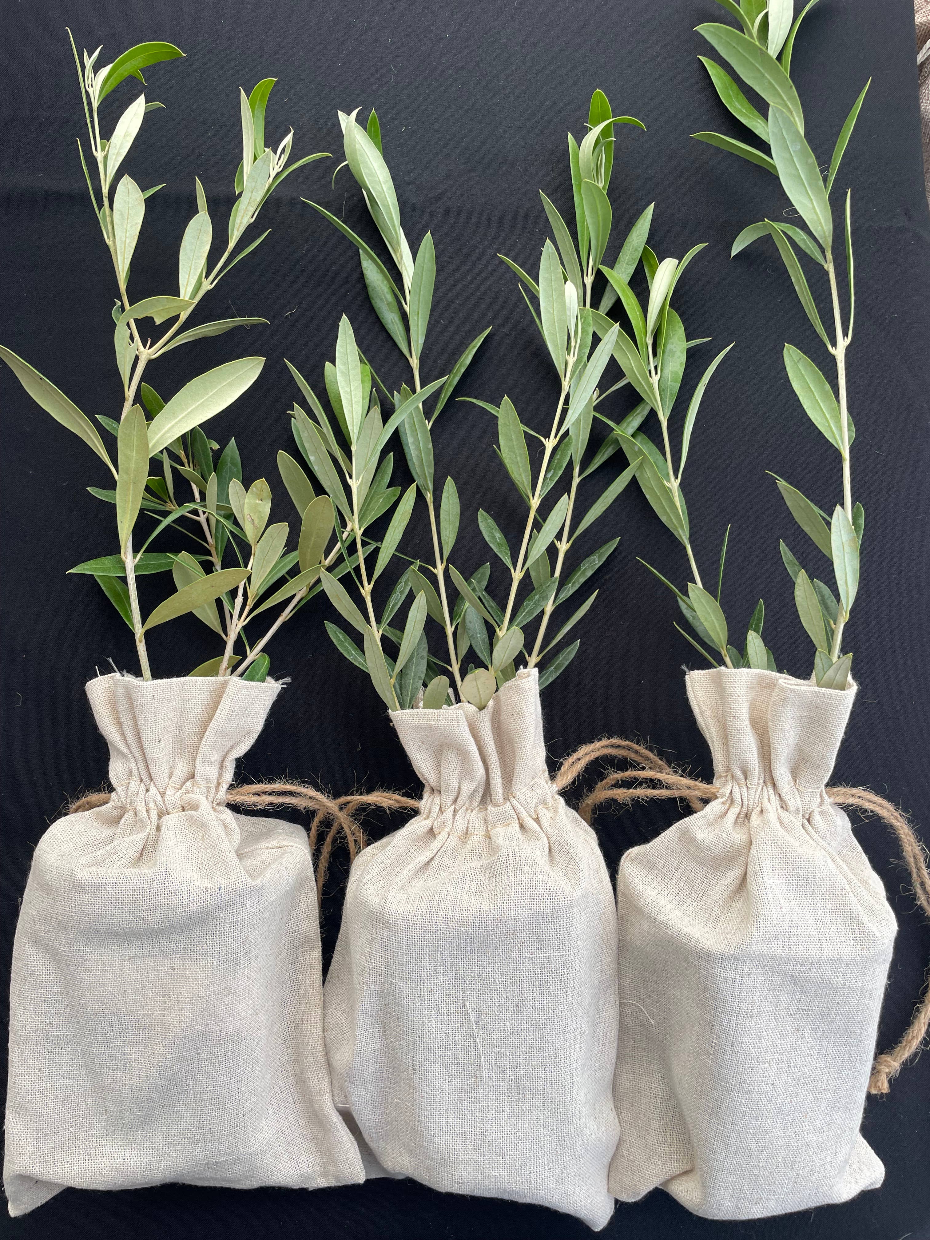 Olive Tree Nursery - Wholesale Live Plant - 30 Multi-Branch Olive Trees in Burlap 1