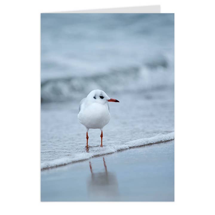 Tarjeta plegable "Querida gaviota reidora" para venta al por mayor de paruspaper. nutzfeine papeterie