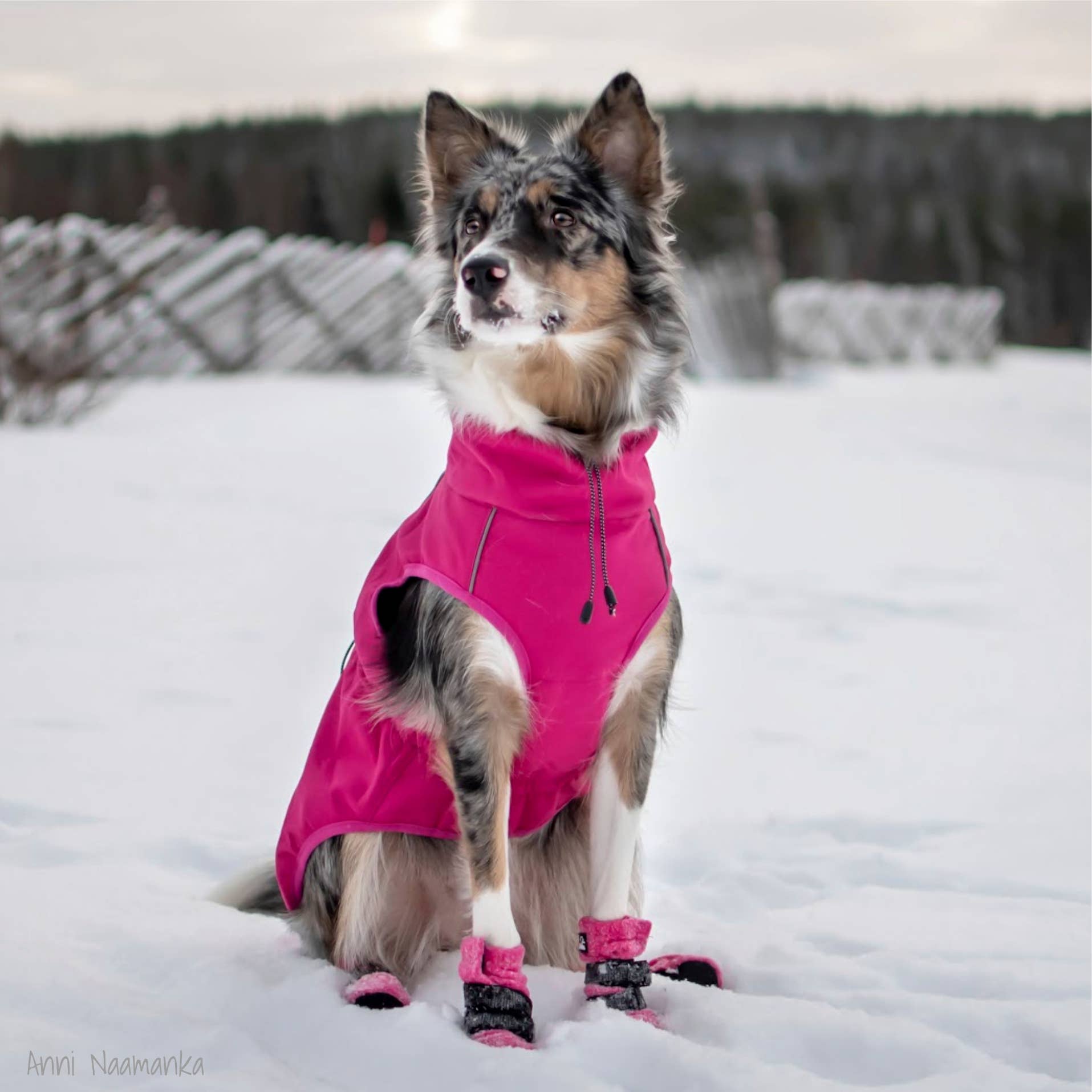 FINNERO - Vente Veste – chien - Veste réfléchissante coupe-vent FINNERO SPORT pour chien, 3 couleurs5