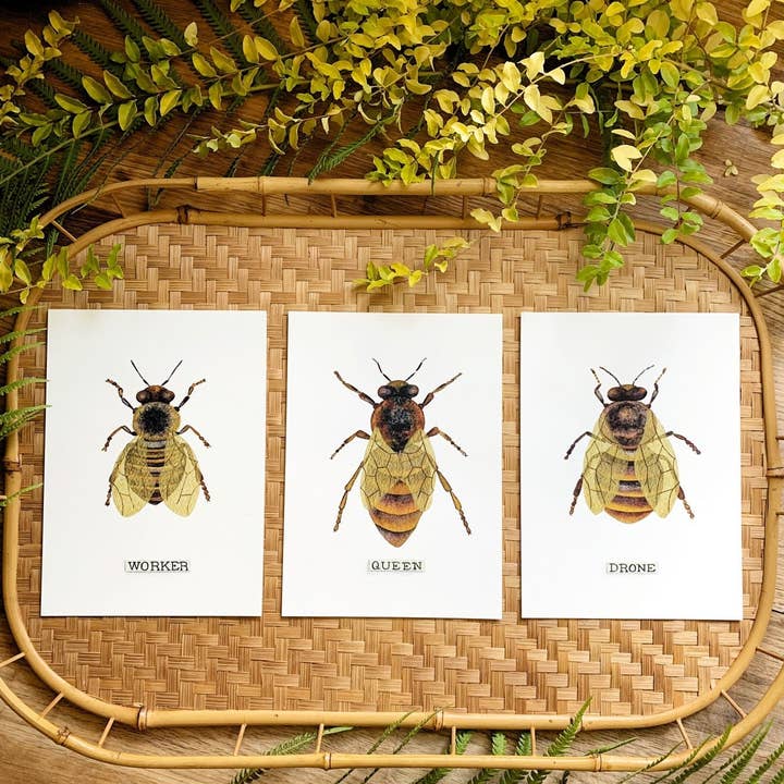 Candace Fincher - Wholesale Art Print - Honey Bee Print Of Queen Bee Bumble Bee Home Decor, Beekeeping5