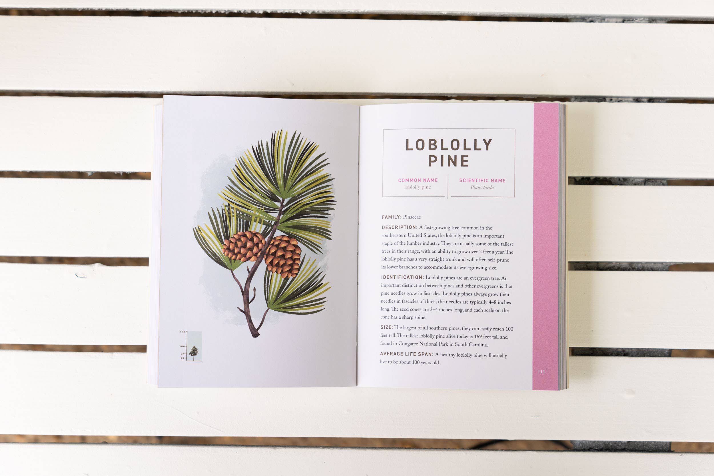 HarperCollins Focus - Wholesale Nature & Outdoors - Trees: An Illustrated Field Guide4