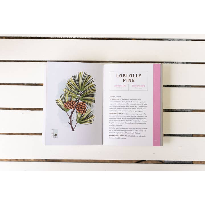 HarperCollins Focus - Wholesale Nature & Outdoors - Trees: An Illustrated Field Guide4