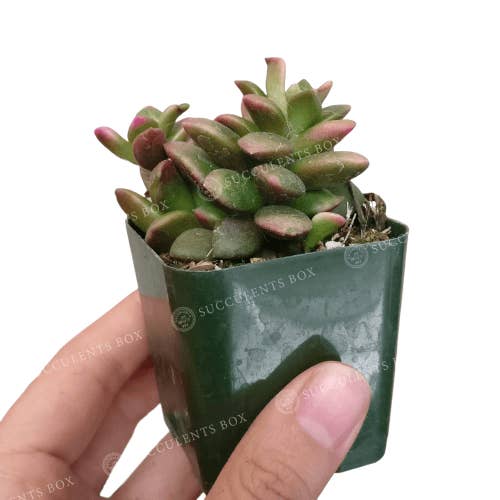 Best Plant Friend - Wholesale Succulent - Anacampseros telephiastrum f. variegatum 'Sunrise' 2/4 in1