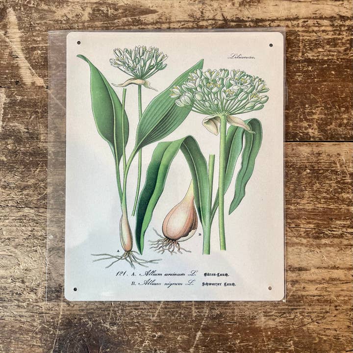 Garlic Herb flowers Botanical Metal sign for wholesale by The British Metal Signs Company