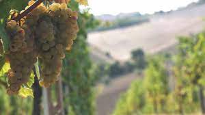 MAGIU SRL - Wholesale White Wine - Pecorino Terre di Chieti IGT6