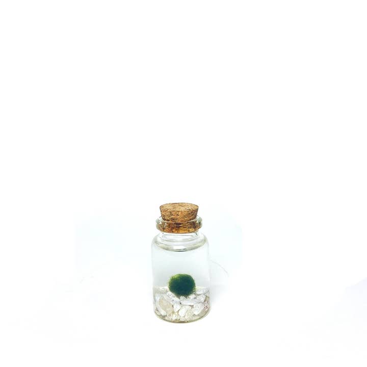 Classic Tiny Marimo Moss Ball Terrarium for wholesale by Moss Amigos | Moss Ball Terrariums