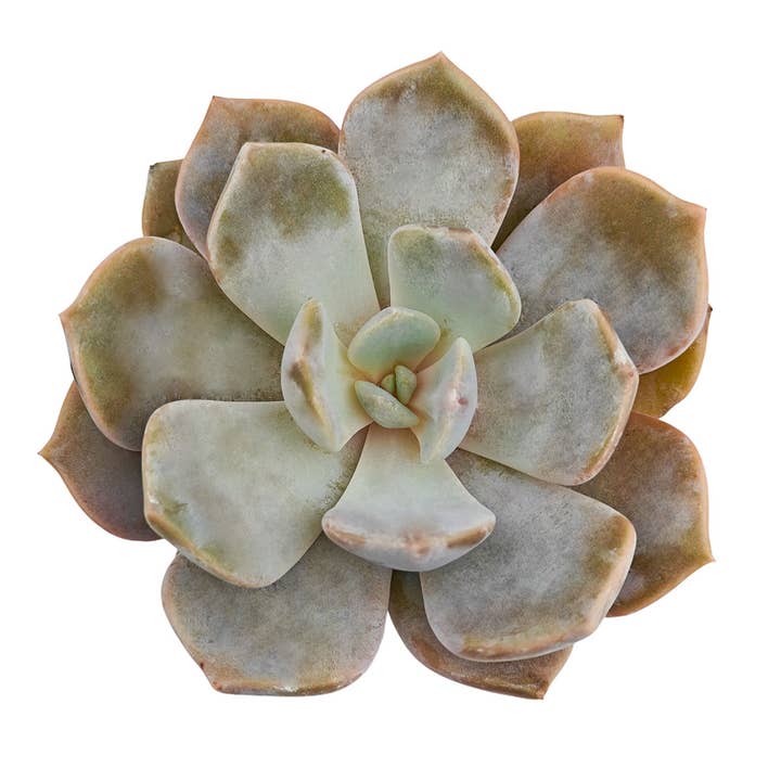 Echeveria Asante Sana 2in/ 4in - Fairy Wash Echeveria for wholesale by Best Plant Friend
