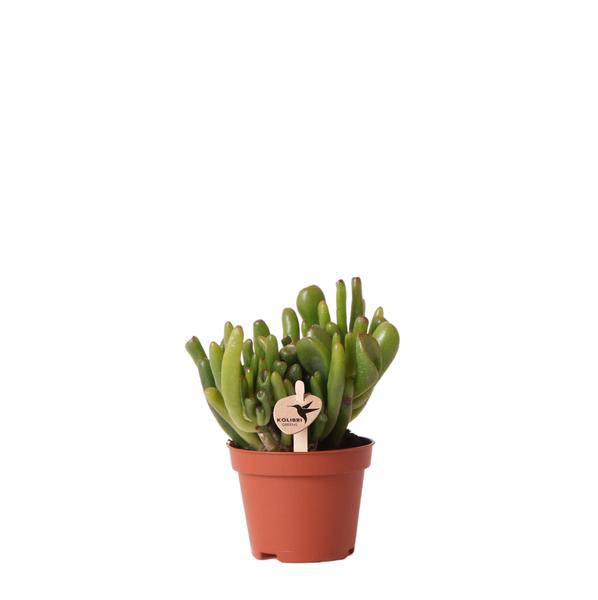 Oasis of Life – wholesale Succulent – Crassula Hobbit – Succulent – Ø6cm – Easy-care houseplant with thick green leaves – Mini-succulent for bright locations – Robust & durable0