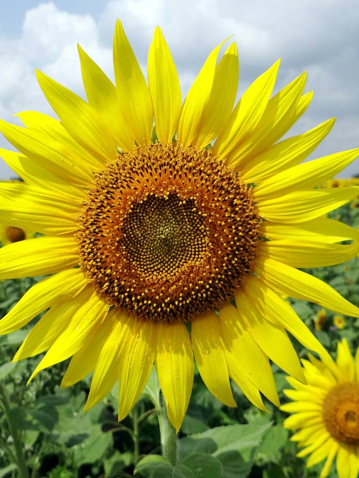 Sunflower 'Lemon Queen' Seeds for wholesale by Decker Rd. Seeds