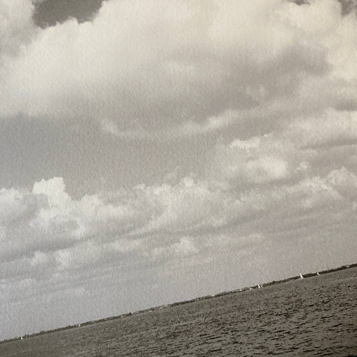 Nubes Florida para venta al por mayor de Zucchini Fish