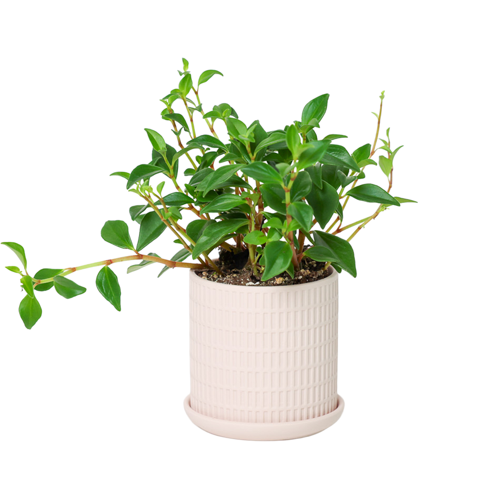 Chive - Wholesale Plant Pot - Handmade Ceramic Virago Pots | Artisan Plant Planters4