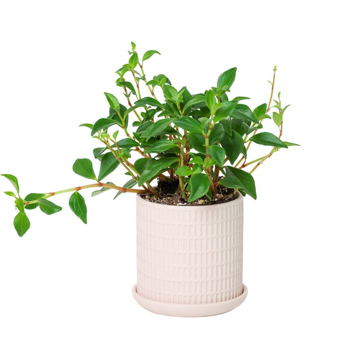 Chive - Wholesale Plant Pot - Handmade Ceramic Virago Pots | Artisan Plant Planters4