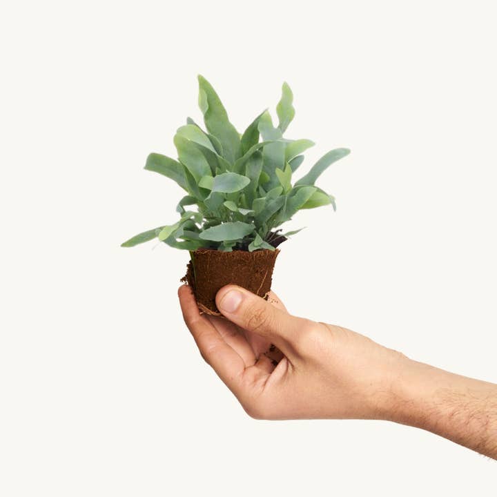 Bregne Blå - Phlebodium Blue Star for engroshandel hos Miniplanta