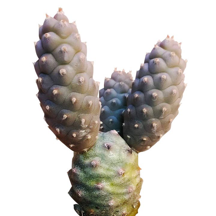 Best Plant Friend - Wholesale Succulent - Pine Cone Cactus Tephrocactus Live Succulent, 2/4 inch4